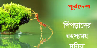 পিঁপড়াদের রহস্যময় দুনিয়া